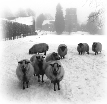 The badger faced sheep of Tithe Barn shepherd huts